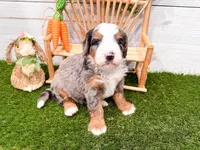 Cooper, a male Miniature Bernedoodle for sale in Exeter, MO – 6 of 7