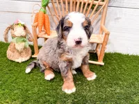 Cooper, a male Miniature Bernedoodle for sale in Exeter, MO – 5 of 7