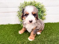 Cooper, a male Miniature Bernedoodle for sale in Exeter, MO – 3 of 7
