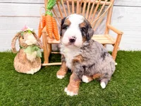 Cooper, a male Miniature Bernedoodle for sale in Exeter, MO – 7 of 7