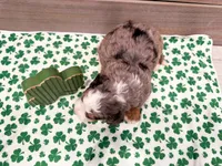 Cooper, a male Miniature Bernedoodle for sale in Exeter, MO – Photo 3 of 4