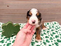 Cooper, a male Miniature Bernedoodle for sale in Exeter, MO – Photo 1 of 4