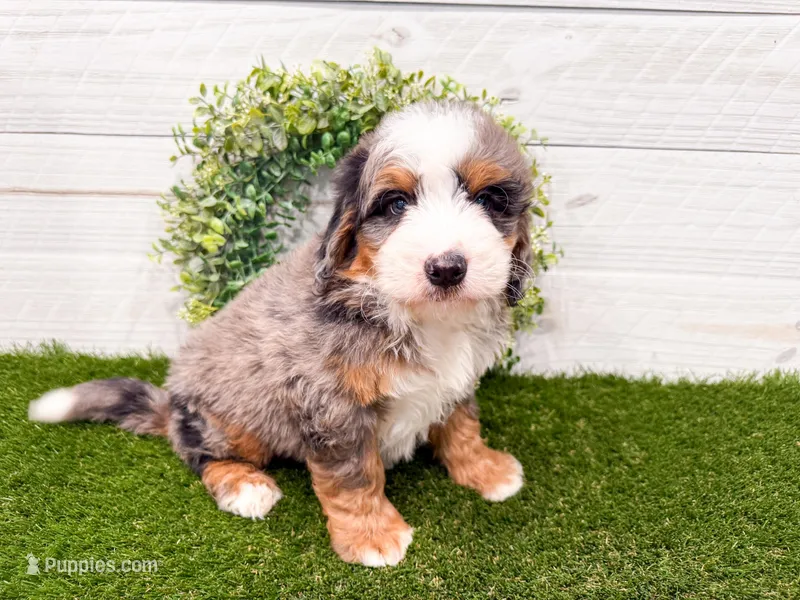 Cooper – Miniature Bernedoodle puppy for sale in Exeter, MO