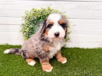 Cooper, a male Miniature Bernedoodle for sale in Exeter, MO – 1 of 7