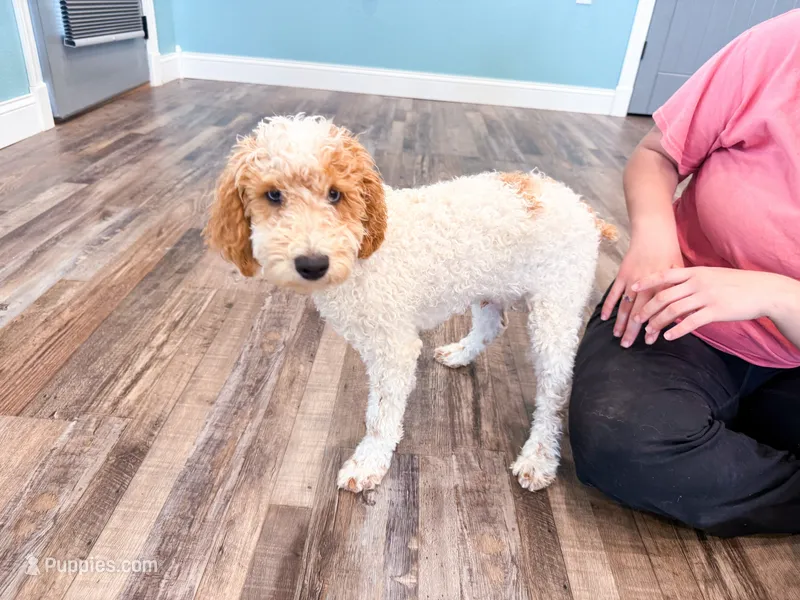 Clear & Merle! – Poodle - Miniature  puppy for sale in Exeter, MO