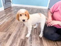 Clear & Merle!, a male Poodle - Miniature  for sale in Exeter, MO – 1 of 9