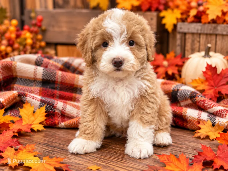 Limousine  – Miniature Bernedoodle puppy for sale in Exeter, MO