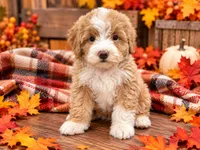 Limousine , a male Miniature Bernedoodle for sale in Exeter, MO – 1 of 2
