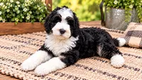 Belle Starr , a female Golden Mountain Doodle for sale in Exeter, MO – 1 of 1