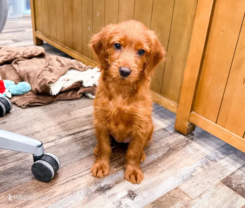 Ember  – Miniature Goldendoodle puppy for sale in Exeter, MO