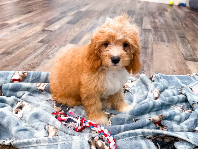 Laken  – Cavapoo puppy for sale in Exeter, MO