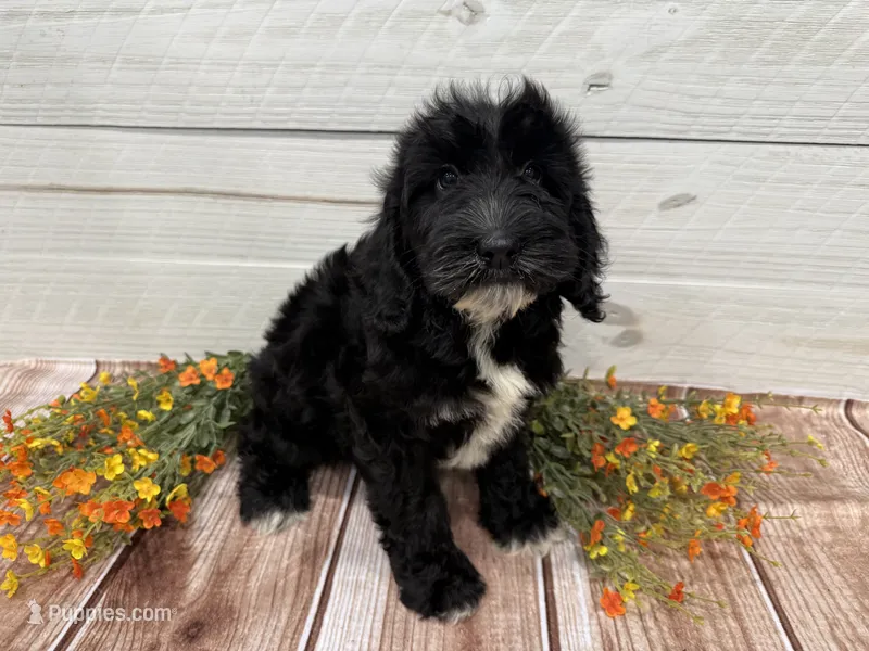 Hershey  – Miniature Goldendoodle puppy for sale in Exeter, MO