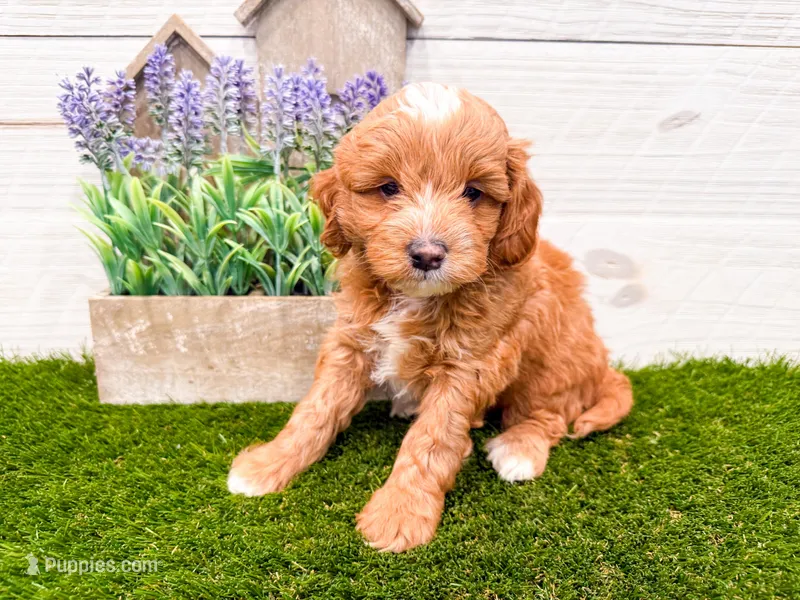 Ollie  – Miniature Goldendoodle puppy for sale in Exeter, MO
