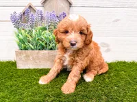 Ollie , a male Miniature Goldendoodle for sale in Exeter, MO – 3 of 3