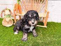 Will, a male Miniature Bernedoodle for sale in Exeter, MO – 6 of 7