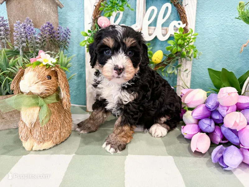 Wren  – Miniature Bernedoodle puppy for sale in Exeter, MO