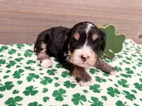 Wren , a female Miniature Bernedoodle for sale in Exeter, MO – Photo 3 of 3