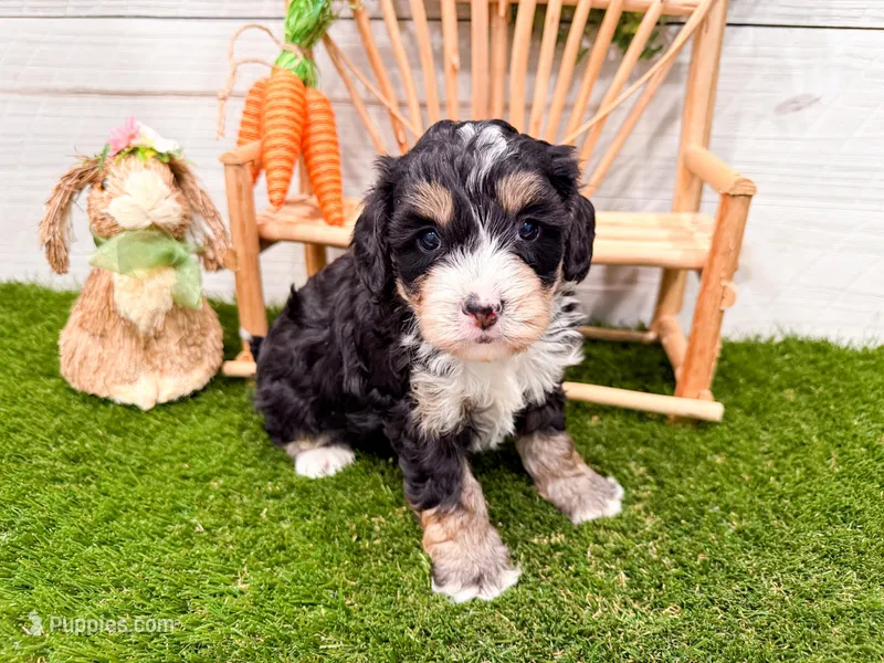 Wren  – Miniature Bernedoodle puppy for sale in Exeter, MO