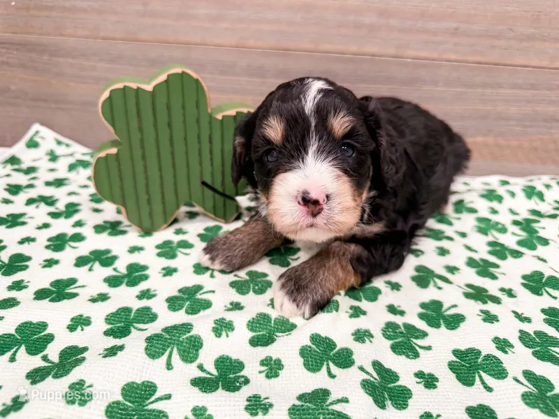Wren  – Miniature Bernedoodle puppy for sale in Exeter, MO