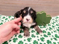 Wren , a female Miniature Bernedoodle for sale in Exeter, MO – Photo 2 of 3