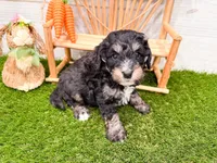 Will, a male Miniature Bernedoodle for sale in Exeter, MO – 5 of 7