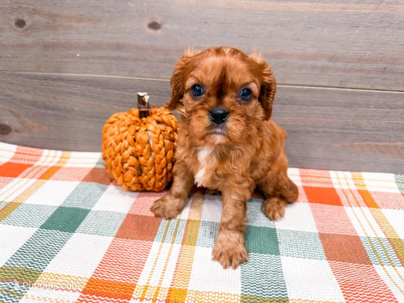 Gordon  – Cavalier King Charles Spaniel puppy for sale in Exeter, MO