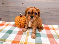 Gordon , a male Cavalier King Charles Spaniel for sale in Exeter, MO – 1 of 1