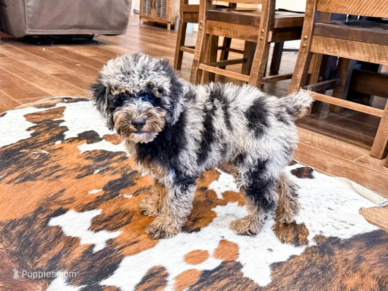 Duncan  – Poodle - Miniature  puppy for sale in Exeter, MO