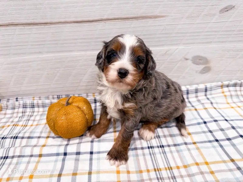 Roper  – Miniature Bernedoodle puppy for sale in Exeter, MO