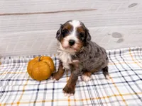 Roper , a male Miniature Bernedoodle for sale in Exeter, MO – 1 of 1