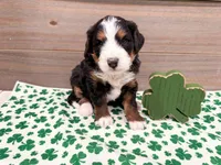Harper , a female Miniature Bernedoodle for sale in Exeter, MO – Photo 5 of 5