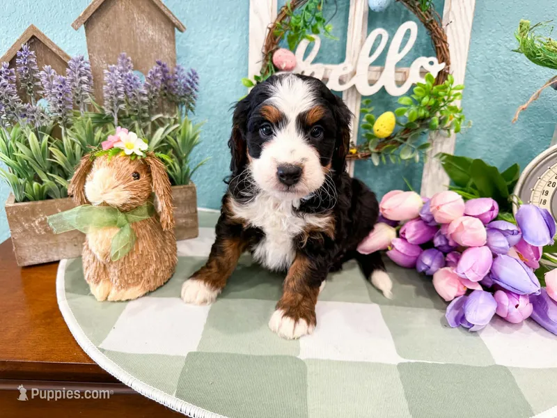 Harper  – Miniature Bernedoodle puppy for sale in Exeter, MO