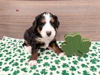 Harper , a female Miniature Bernedoodle for sale in Exeter, MO – Photo 3 of 5