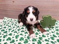 Harper , a female Miniature Bernedoodle for sale in Exeter, MO – Photo 2 of 5