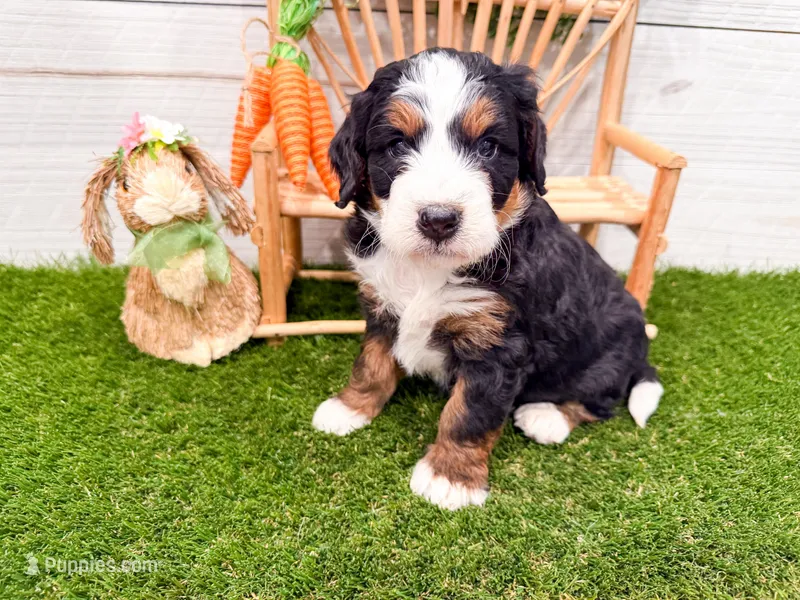 Harper  – Miniature Bernedoodle puppy for sale in Exeter, MO
