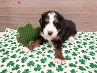 Harper , a female Miniature Bernedoodle for sale in Exeter, MO – Photo 1 of 5