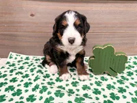 Harper , a female Miniature Bernedoodle for sale in Exeter, MO – Photo 4 of 5