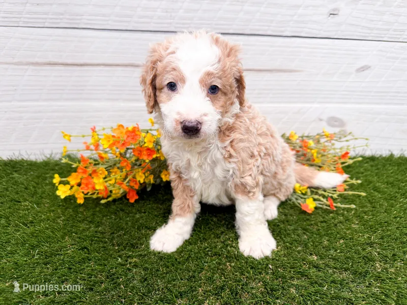 Skippy – Miniature Bernedoodle puppy for sale in Exeter, MO