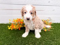 Skippy, a male Miniature Bernedoodle for sale in Exeter, MO – 1 of 3