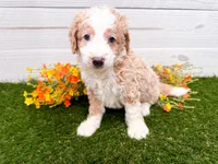 Skippy, a male Miniature Bernedoodle for sale in Exeter, MO – 2 of 3