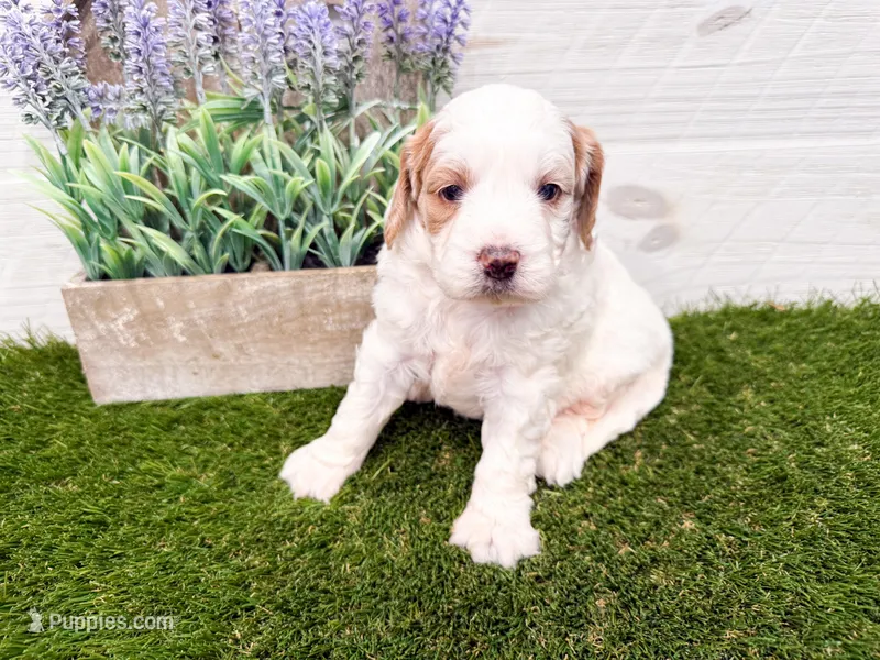 Sawyer – Miniature Goldendoodle puppy for sale in Exeter, MO