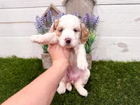 Sawyer, a female Miniature Goldendoodle for sale in Exeter, MO – Photo 2 of 3