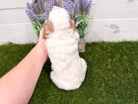 Sawyer, a female Miniature Goldendoodle for sale in Exeter, MO – Photo 3 of 3