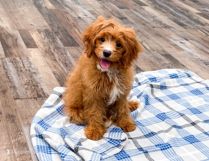 Lily  – Cavapoo puppy for sale in Exeter, MO