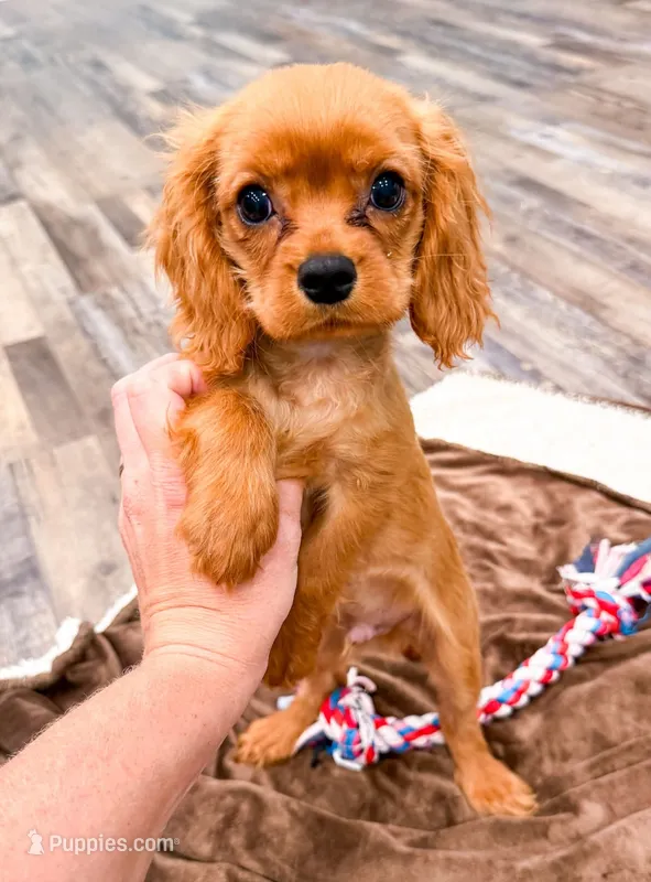 Isaac – Cavalier King Charles Spaniel puppy for sale in Exeter, MO