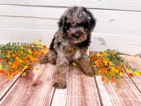 Duncan , a male Poodle - Miniature  for sale in Exeter, MO – 4 of 5