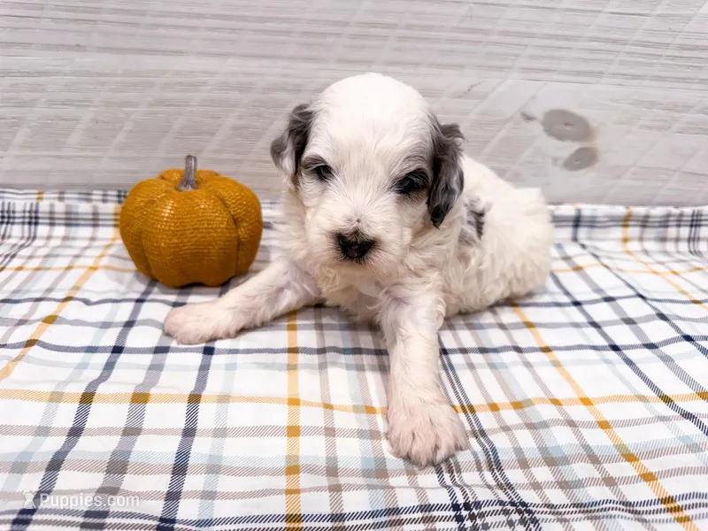 Cinch  – Miniature Bernedoodle puppy for sale in Exeter, MO