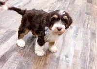 Reggie , a male Golden Mountain Doodle for sale in Exeter, MO – Photo 4 of 9