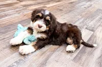 Reggie , a male Golden Mountain Doodle for sale in Exeter, MO – Photo 6 of 9