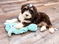 Reggie , a male Golden Mountain Doodle for sale in Exeter, MO – Photo 9 of 9